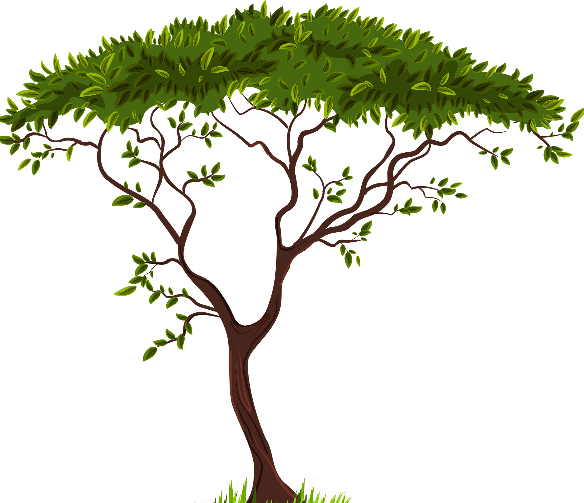 Safari Tree PNG