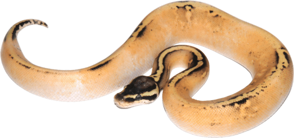 Banana Ball Python PNG