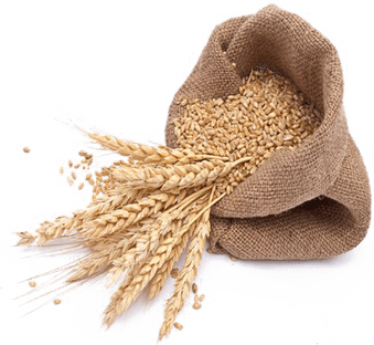 Wheat PNG