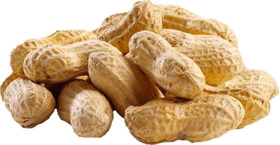 Peanut PNG