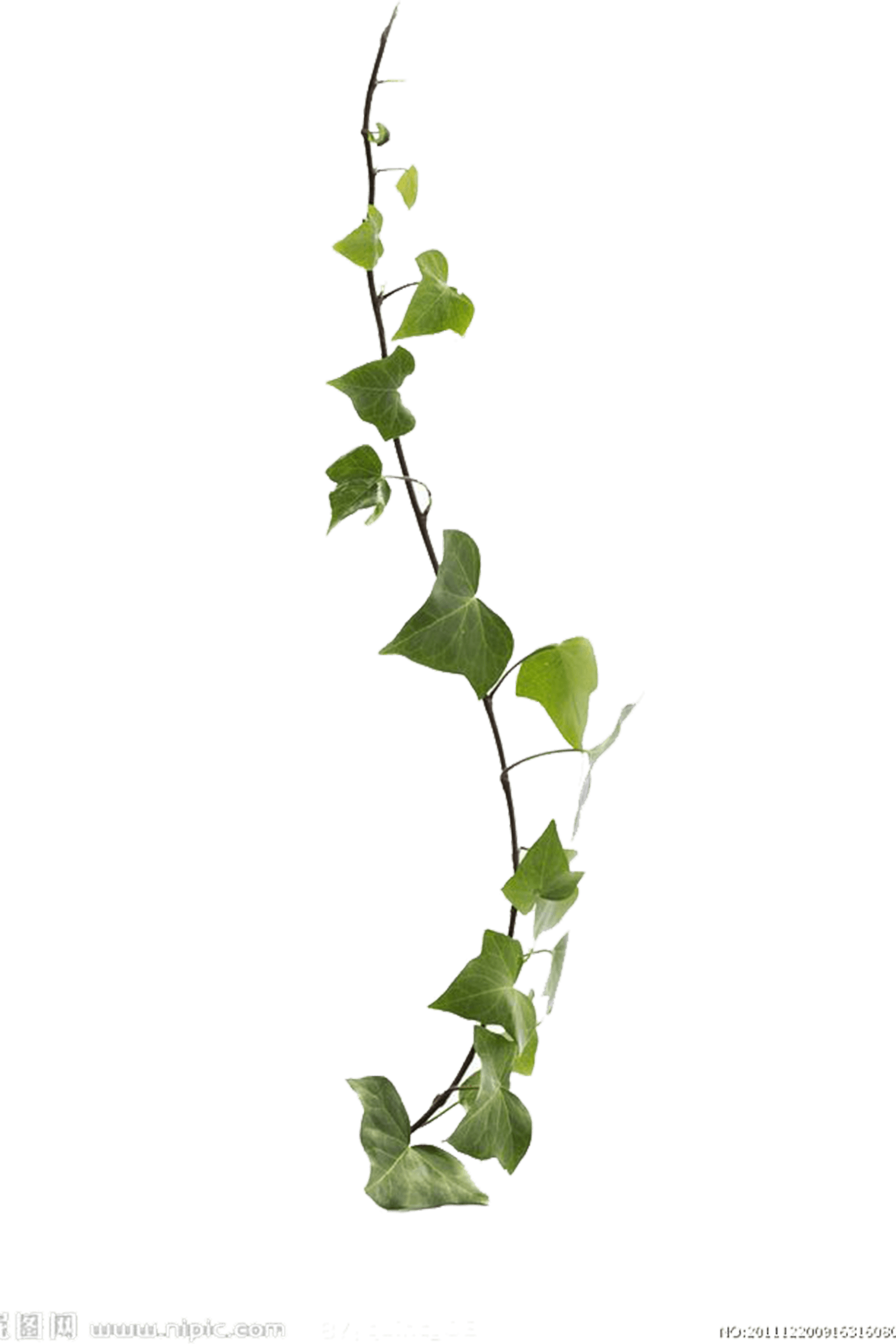 Vines PNG