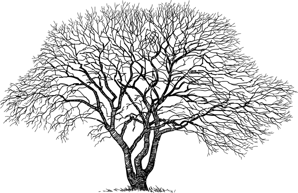 Sugar Maple Tree PNG