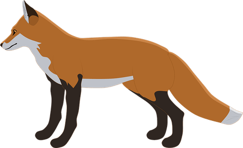 Dhole PNG