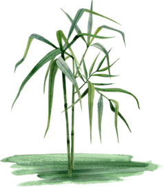Bamboo Grass PNG