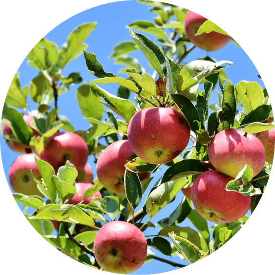 Fruit Tree PNG