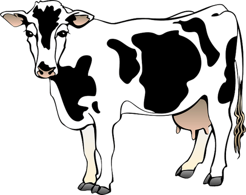 Indian Cow PNG