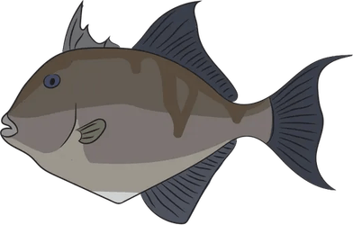 Trigger Fish PNG