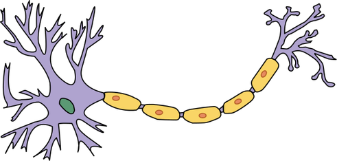 Neuron PNG