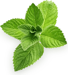 Peppermint PNG