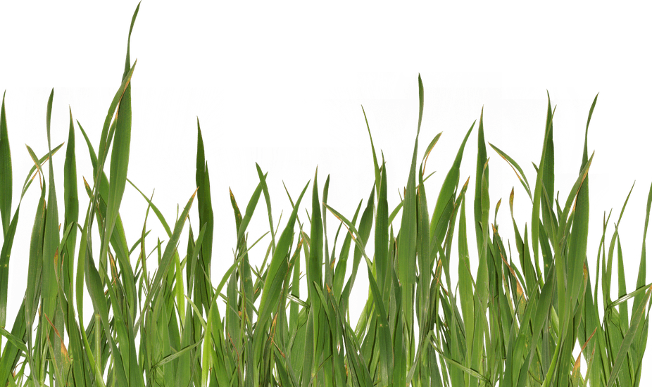 Lawn PNG