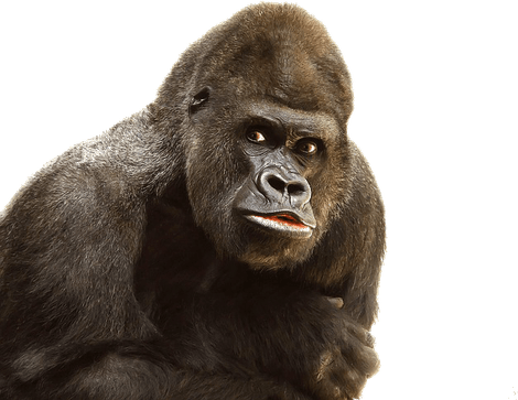 Gorilla PNG