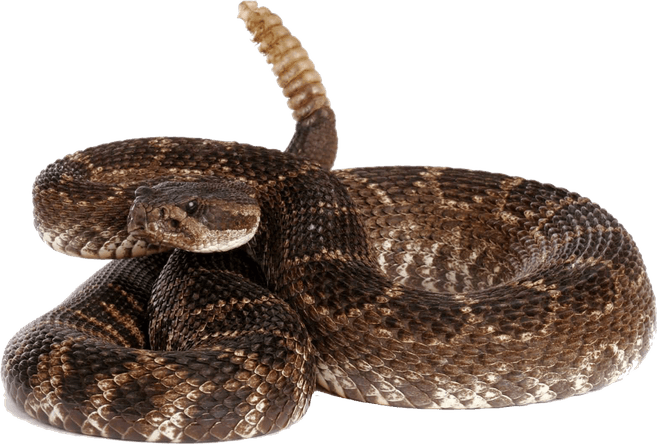 Rattlesnake PNG