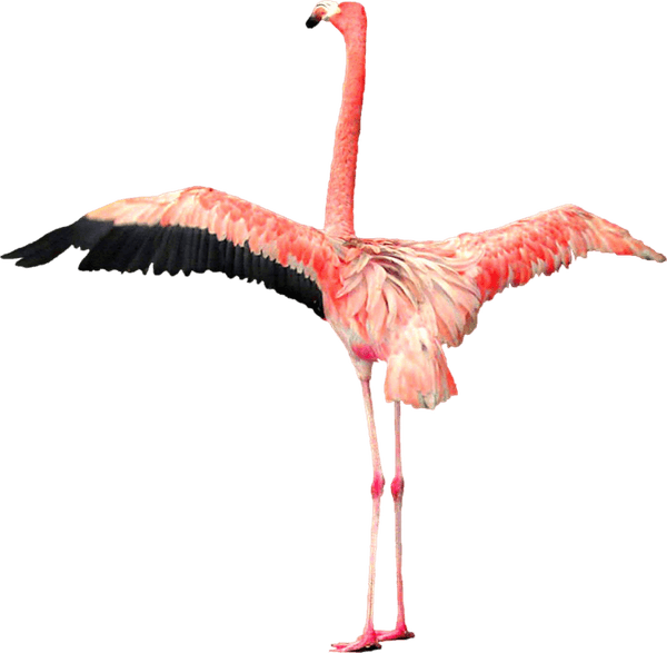 Flamingo PNG