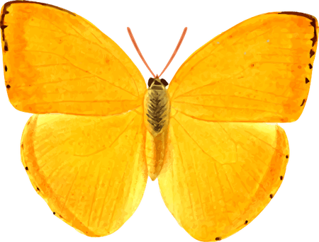 Orange Butterfly PNG