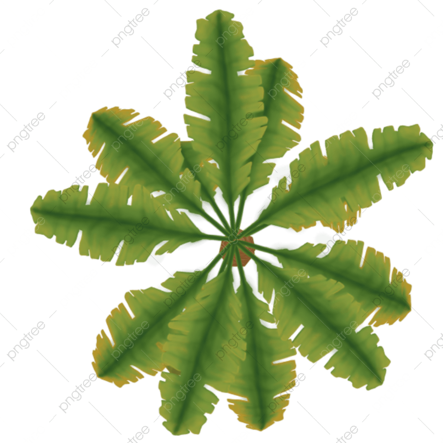 Tree Plan PNG