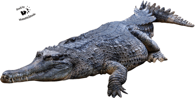 Crocodile PNG