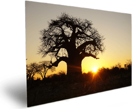 Baobab Tree PNG