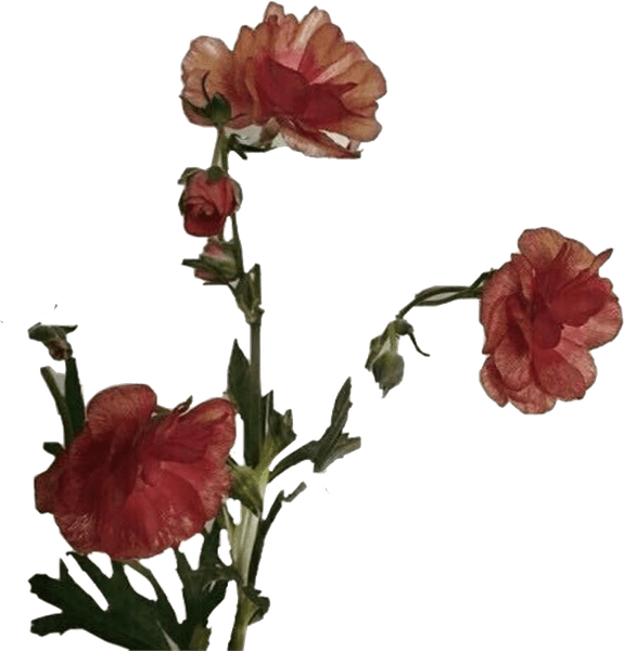 Aesthetic Plant PNG