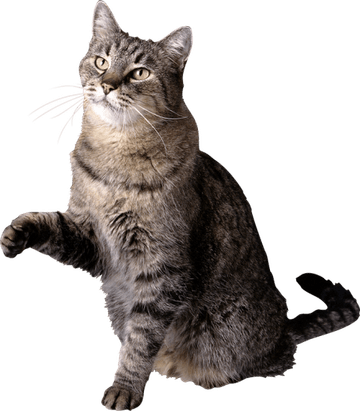 Grey Cat PNG