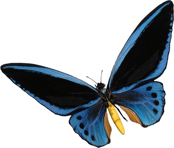Blue Butterfly PNG