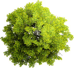 Aspen Tree PNG