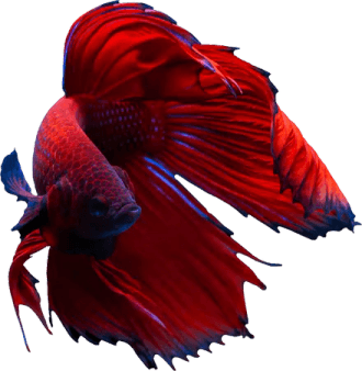 Betta Fish PNG