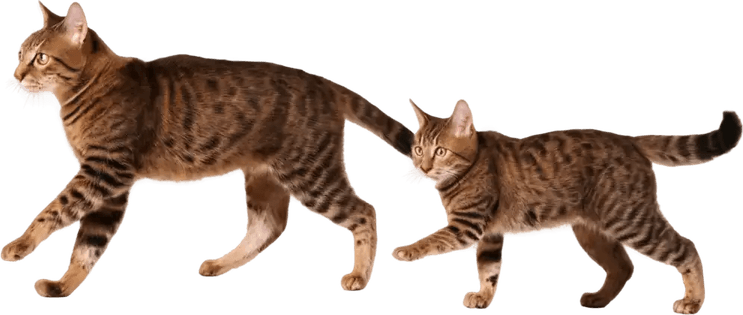 Running Cat PNG