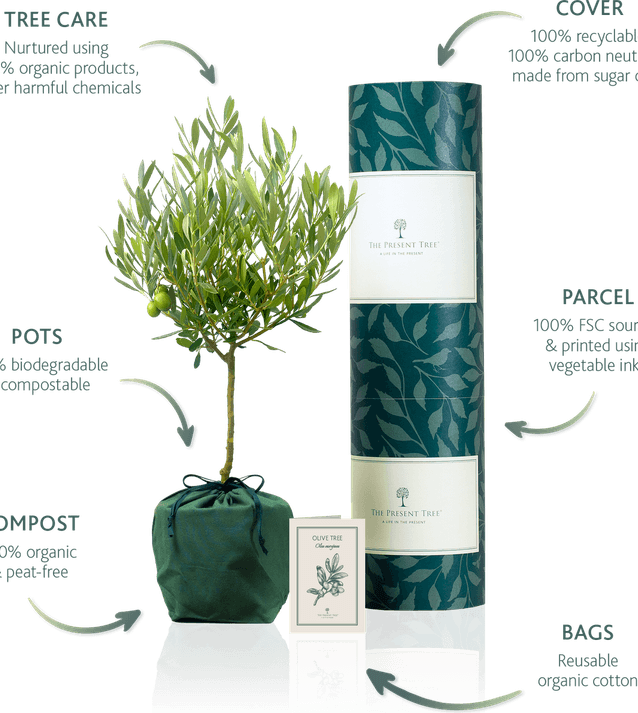 Environment Tree PNG