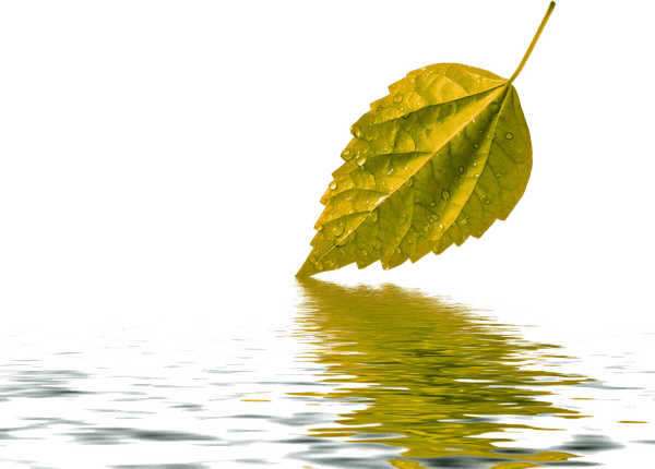 Water Leaf PNG