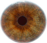 Brown Eyeball PNG