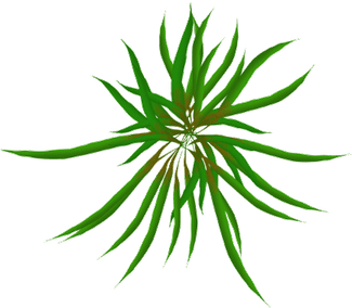Moving Grass PNG