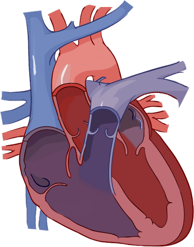 Anatomy Heart PNG