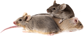 Mice PNG