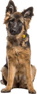 German Shepherd Dog PNG