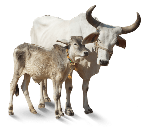 Indian Cow PNG