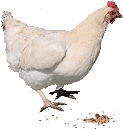 Hen PNG