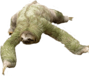 Sloth PNG