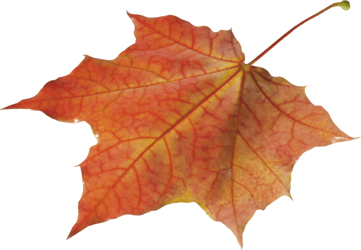 Autumn Leaf PNG
