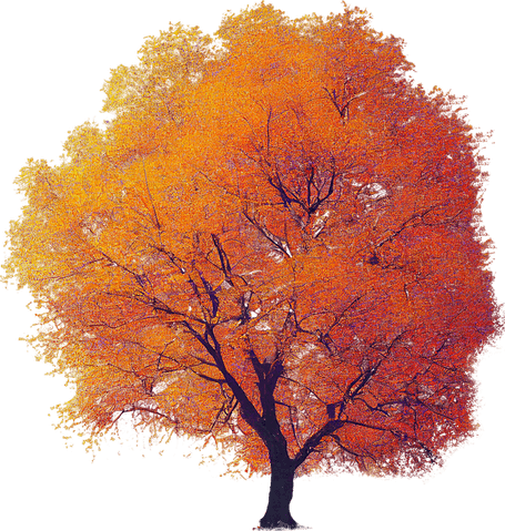 Red Tree PNG