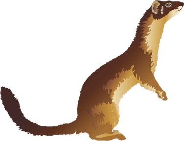 Weasels PNG