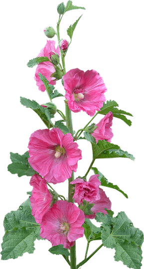 Hollyhock Flower PNG