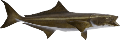 Cobia Fish PNG