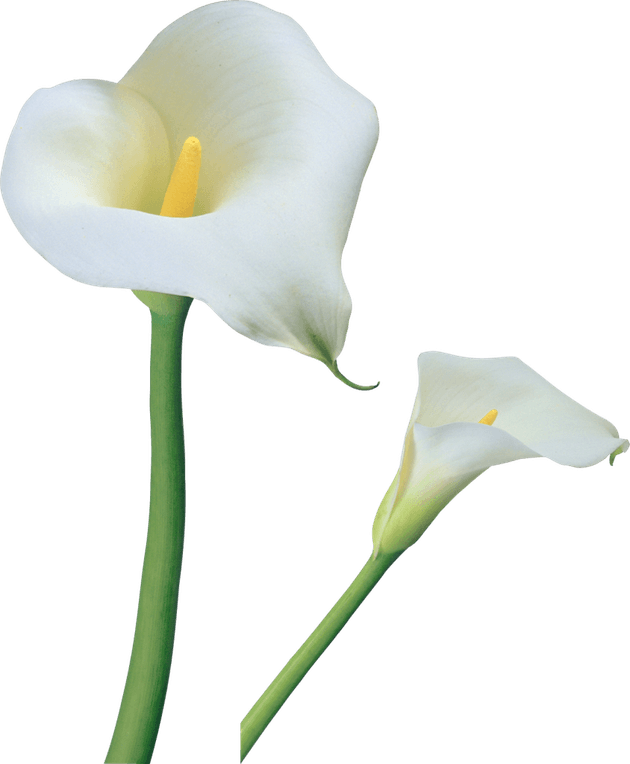 Callalily PNG