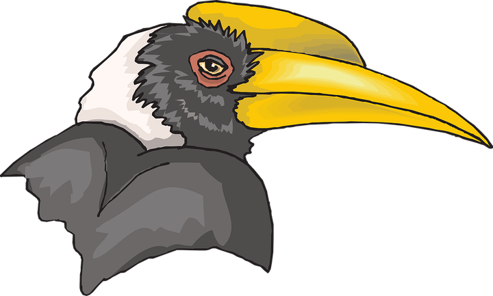 Hornbill Bird PNG