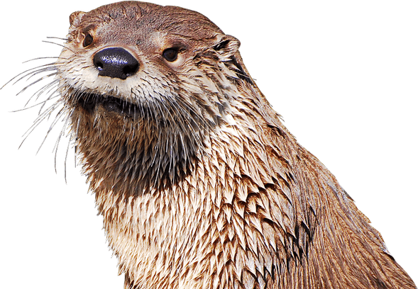 Otters PNG