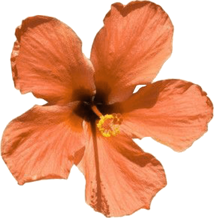 Aesthetic Flowers PNG