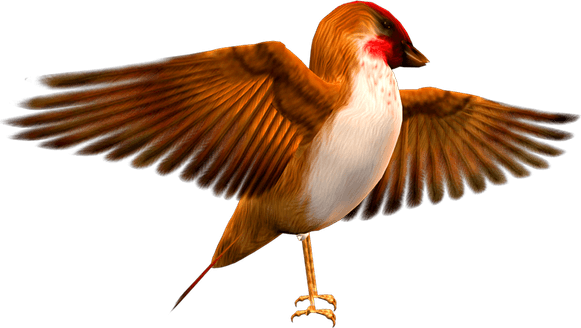 Finch PNG