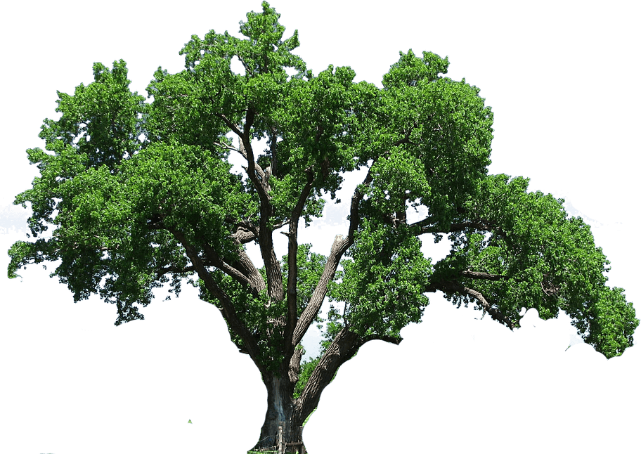 Green Tree PNG
