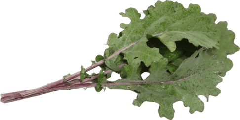 Mustard Greens PNG