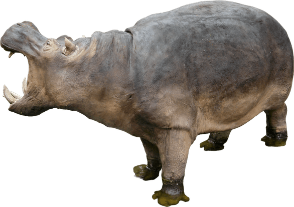 Hippopotamus PNG